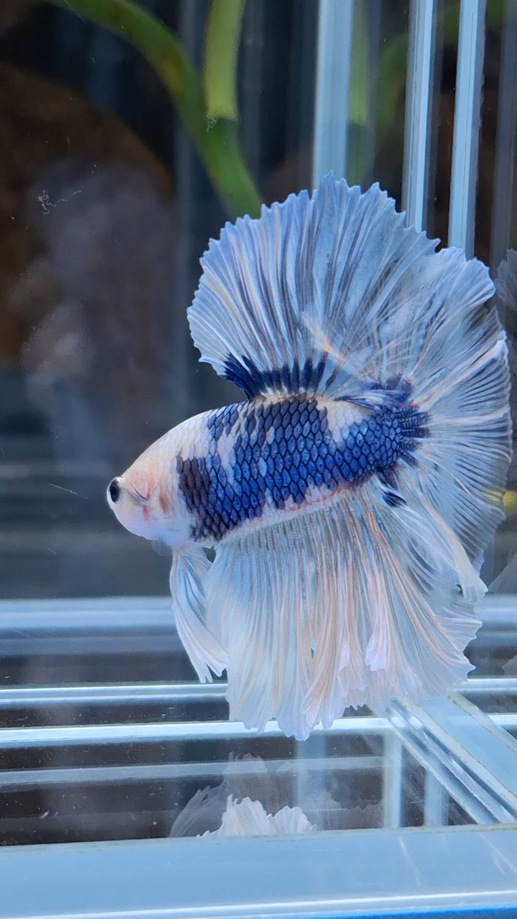 Halfmoon King Feathertail Monkay Face Fancy Rare Betta Fish Male