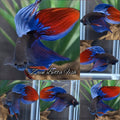 Veiltail Black Series Avatar Tricolor Rare Betta Fish Male