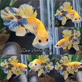 Yellow Gold Candy Copper Fariant HMPK Betta Fish Male