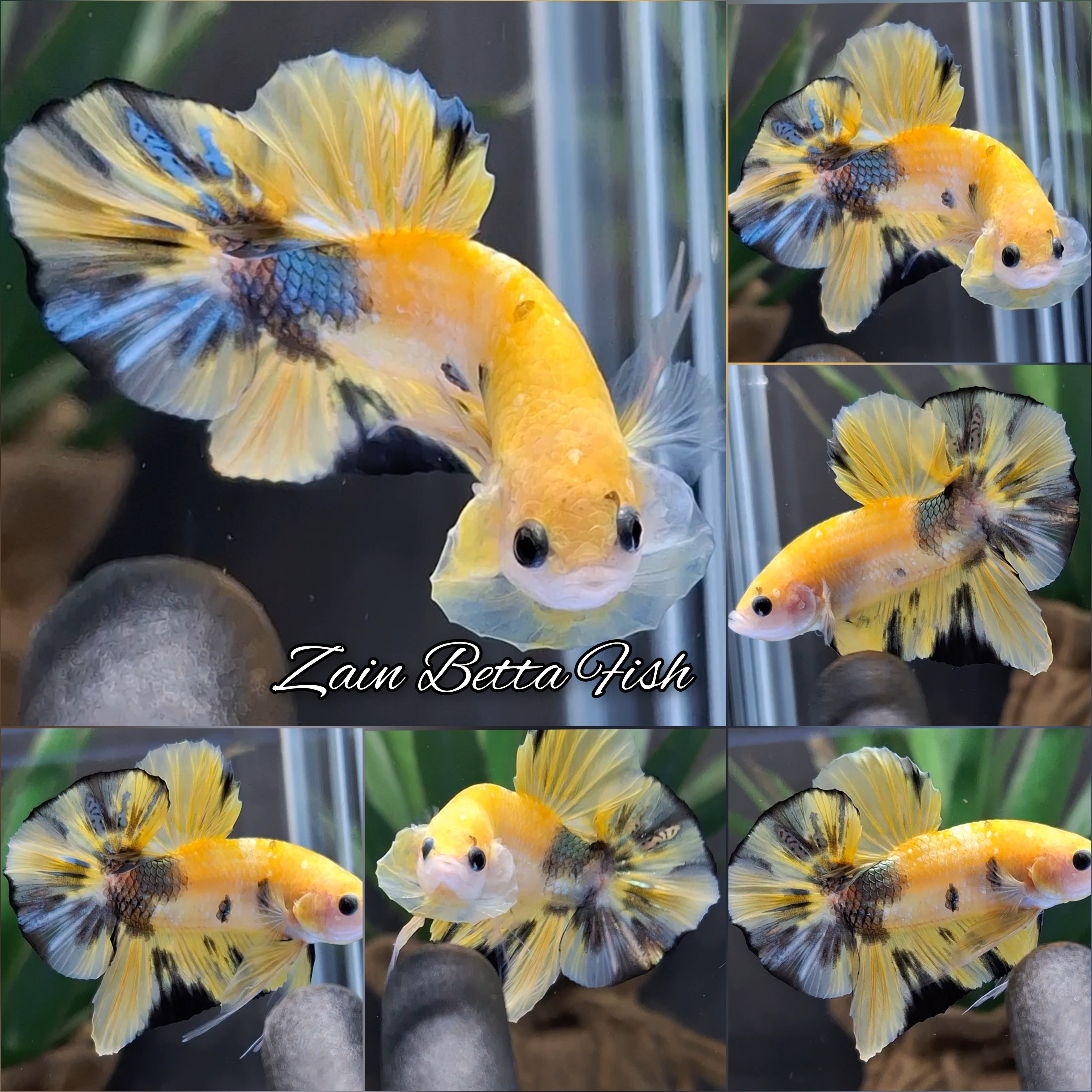 Yellow Gold Candy Copper Fariant HMPK Betta Fish Male
