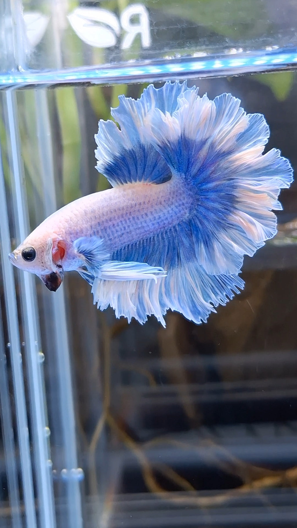 King Feathertail Halfmoon Grizzle Butterfly Premium Rare Betta Fish Male