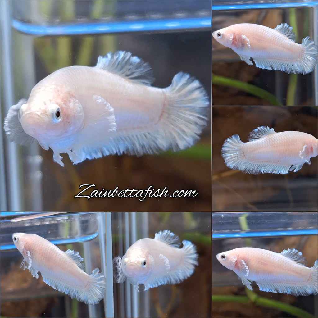 King Feathertail Unicorn Female Betta Fish For Sorority / Breed