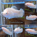 King Feathertail Unicorn Female Betta Fish For Sorority / Breed