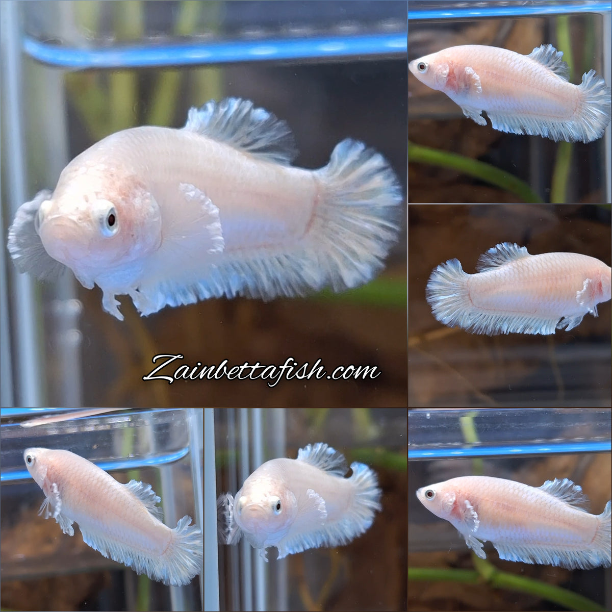 King Feathertail Unicorn Female Betta Fish For Sorority / Breed