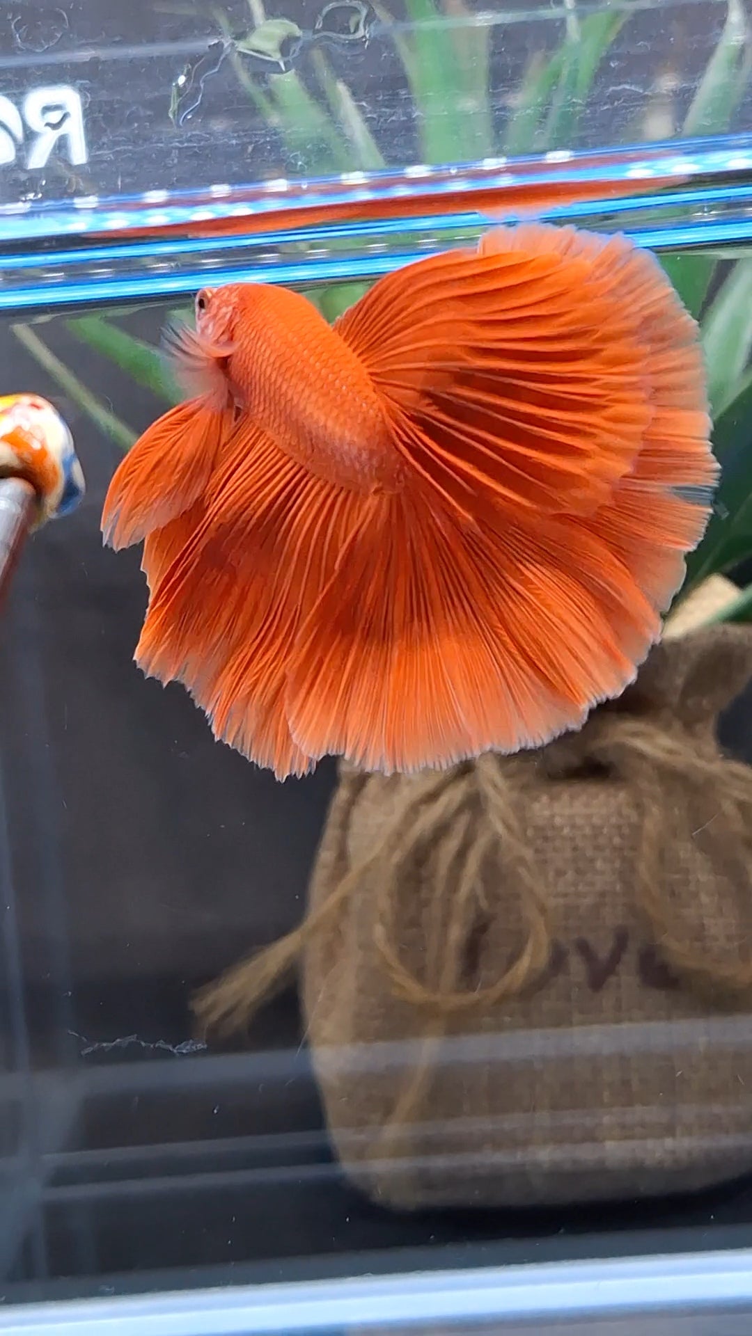 Over Halfmoon Red Solid Premium Betta Fish Male