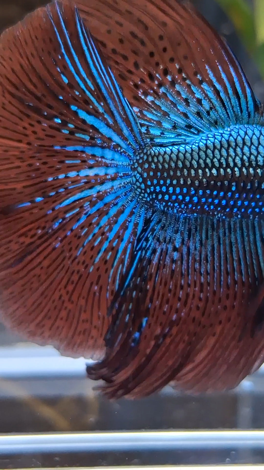Premium Over Halfmoon Rare Alien Green Wild Betta Fish Male Large Size