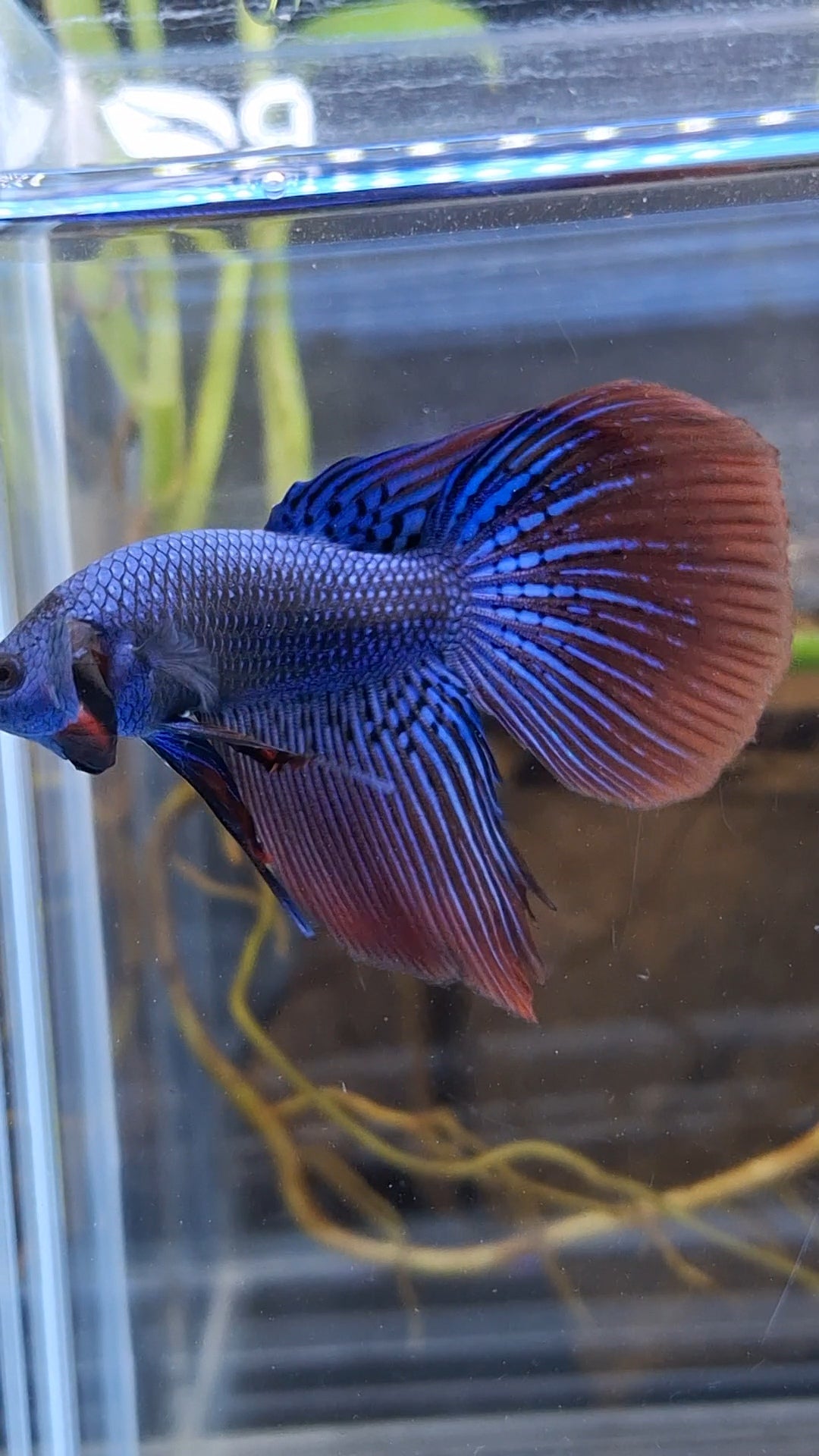 Alien Long Fins Blue Delta Tail Rare Wild Betta Fish Male