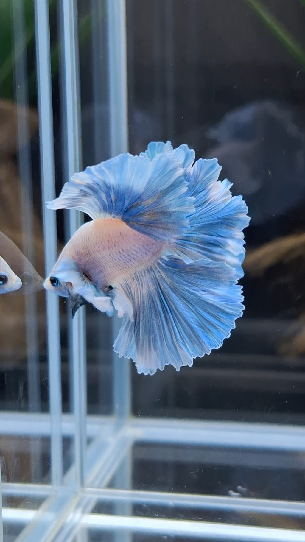 King Feathertail Rose Dumbo Ear Blue Sky Betta Fish Male