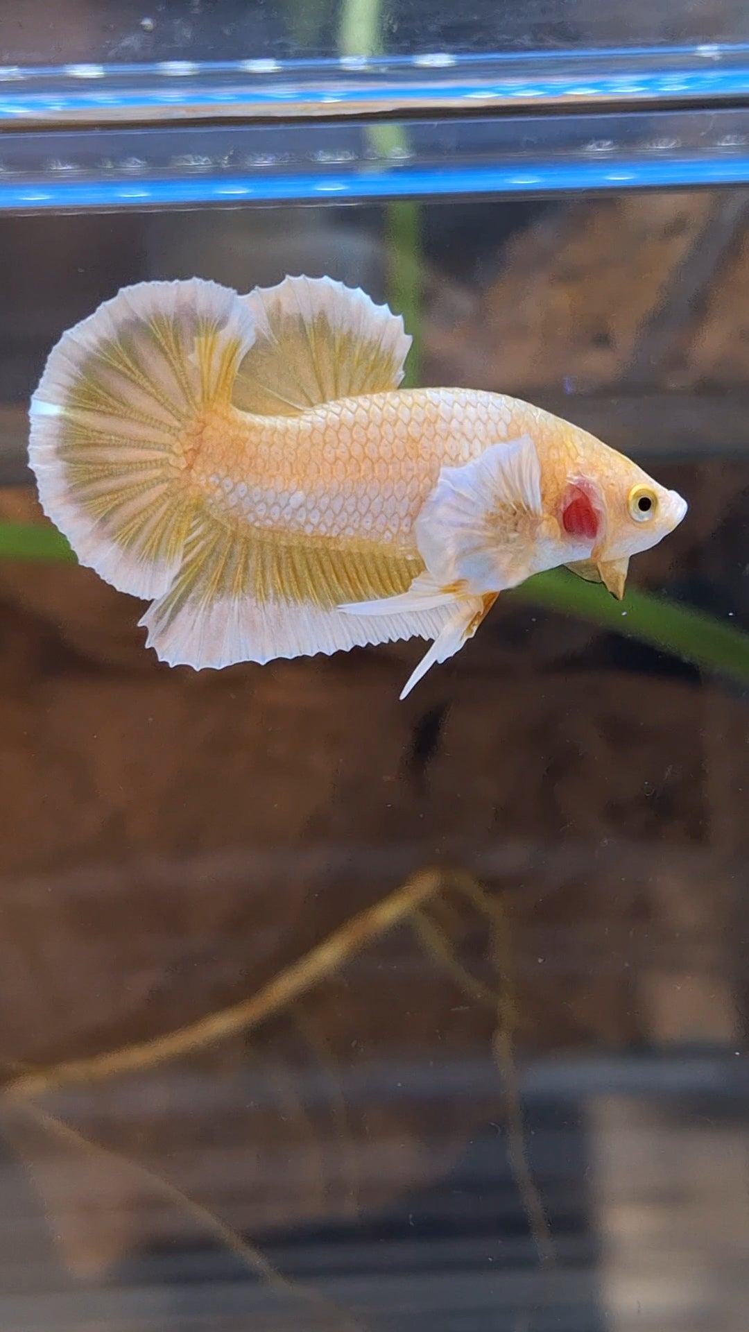 Gold Big Ear Butterfly Plakat Betta Fish Male