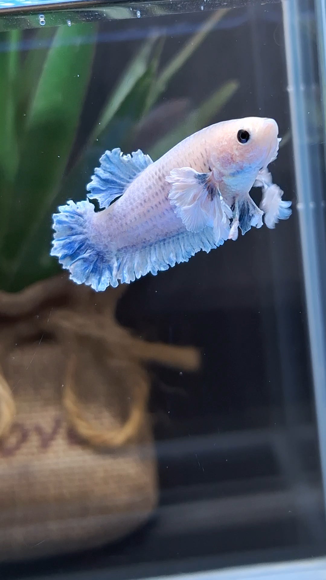 King Feathertail Rose Dumbo Ear Female Betta Fish For Sorority / Breed
