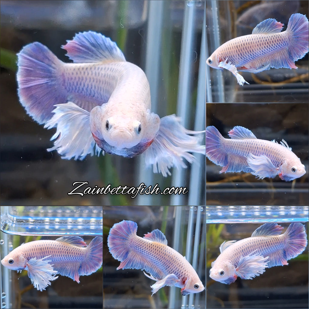Dumbo Ear Halfmoon Purple Rainbow Female Betta Fish For Sorority / Breed