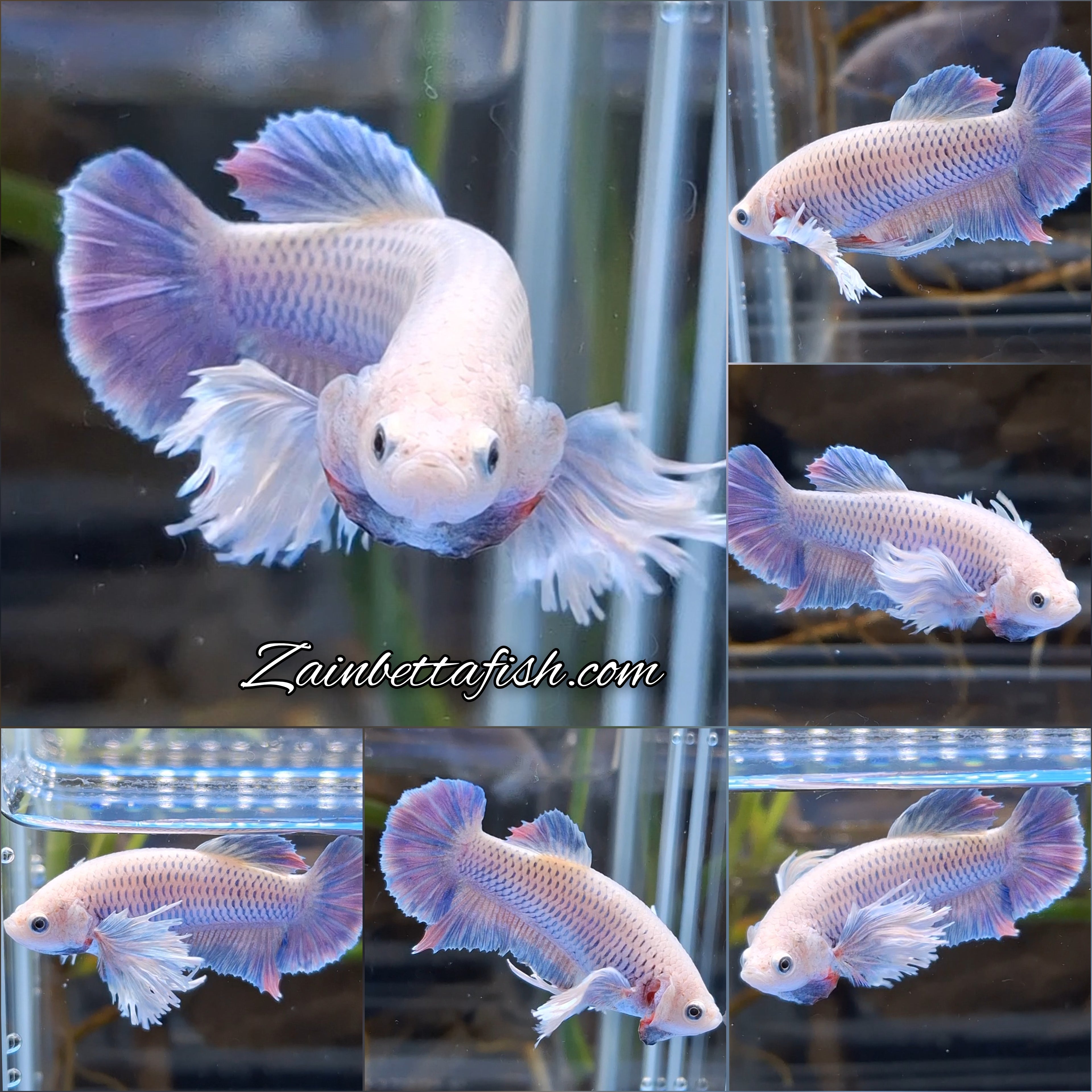 Dumbo Ear Halfmoon Purple Rainbow Female Betta Fish For Sorority / Breed