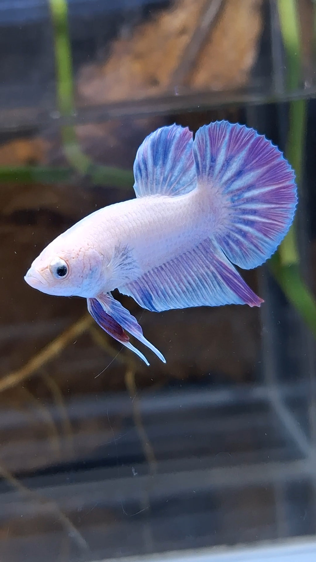 Hologram Aurora Pink Purple Plakat HMPK Rare Betta Fish Male