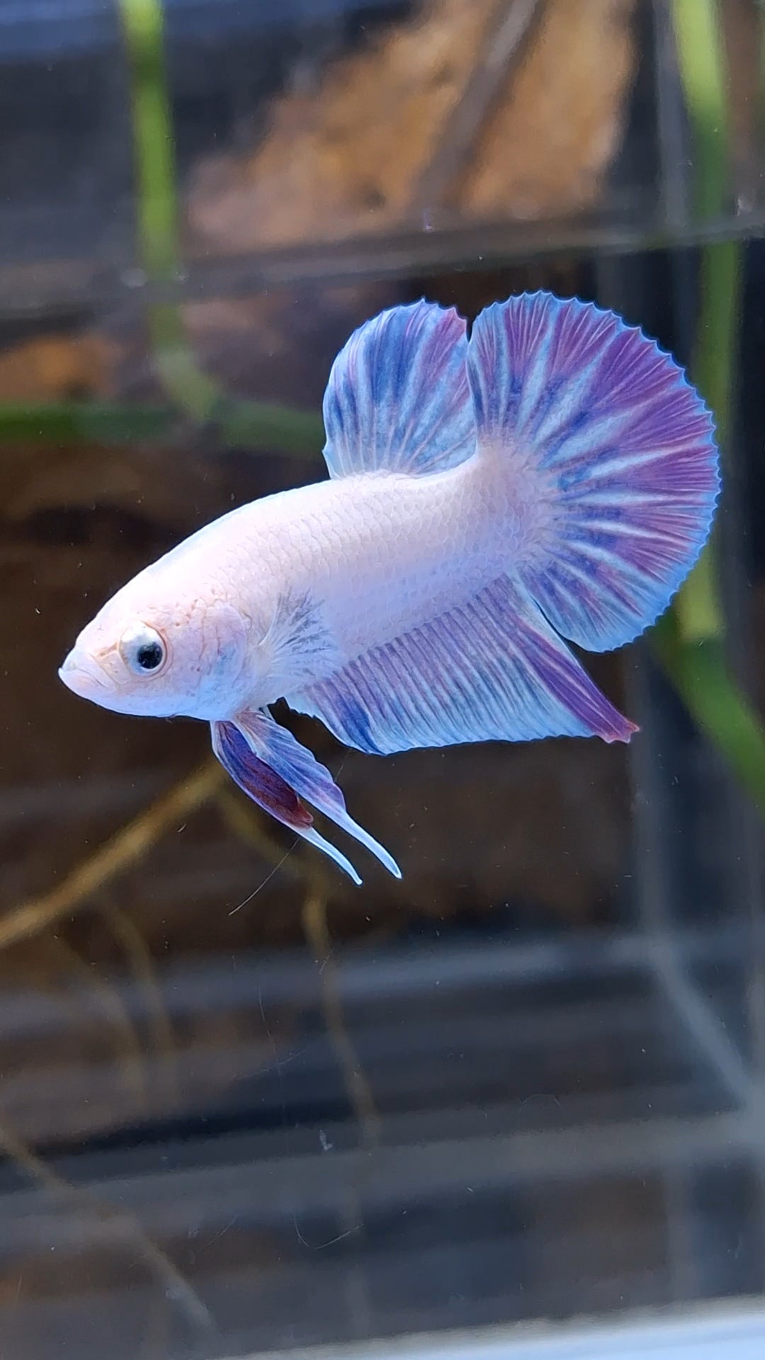 Hologram Aurora Pink Purple Plakat HMPK Rare Betta Fish Male