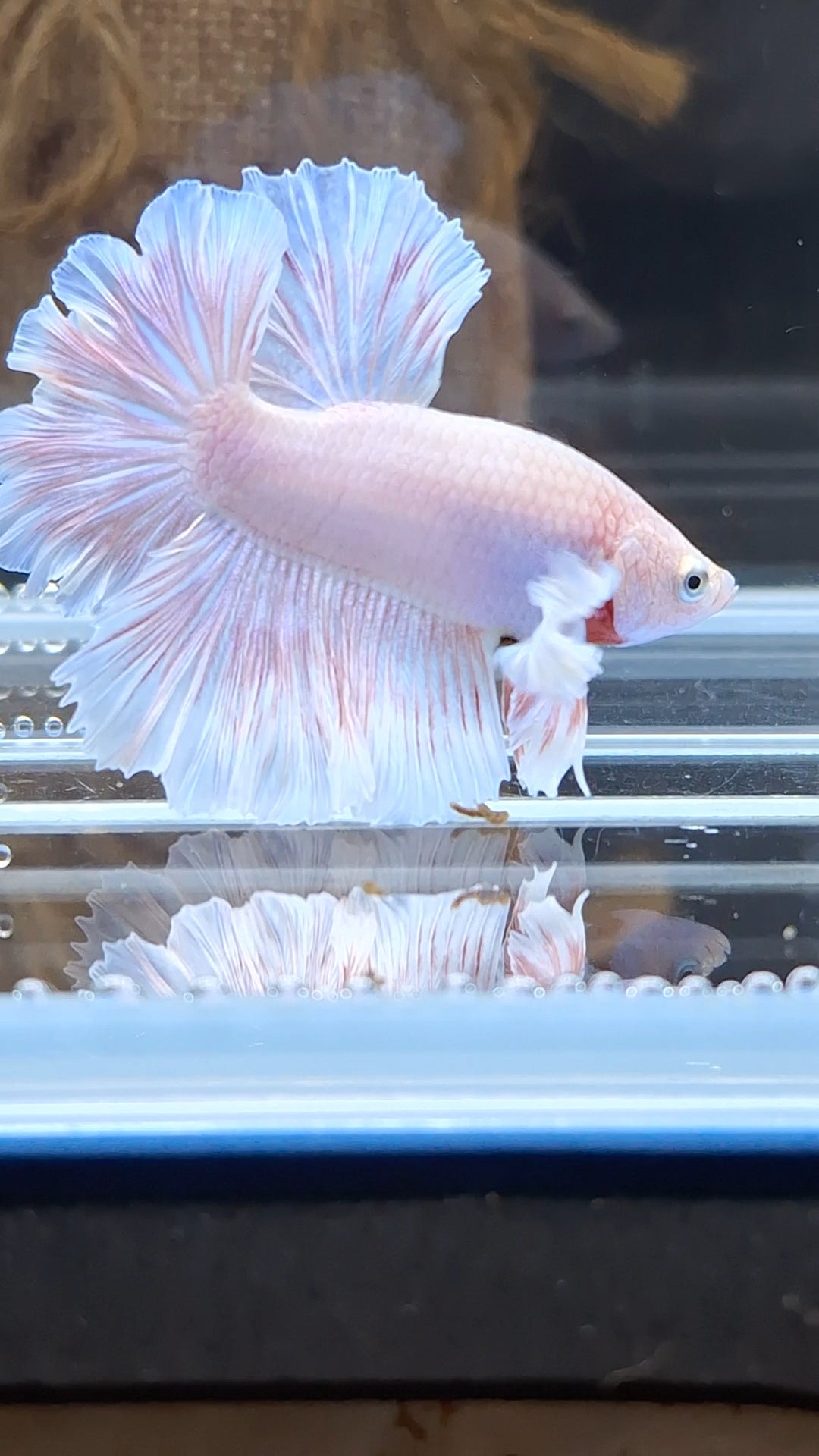 Feathertail Pink Sweet Color Betta Fish Male