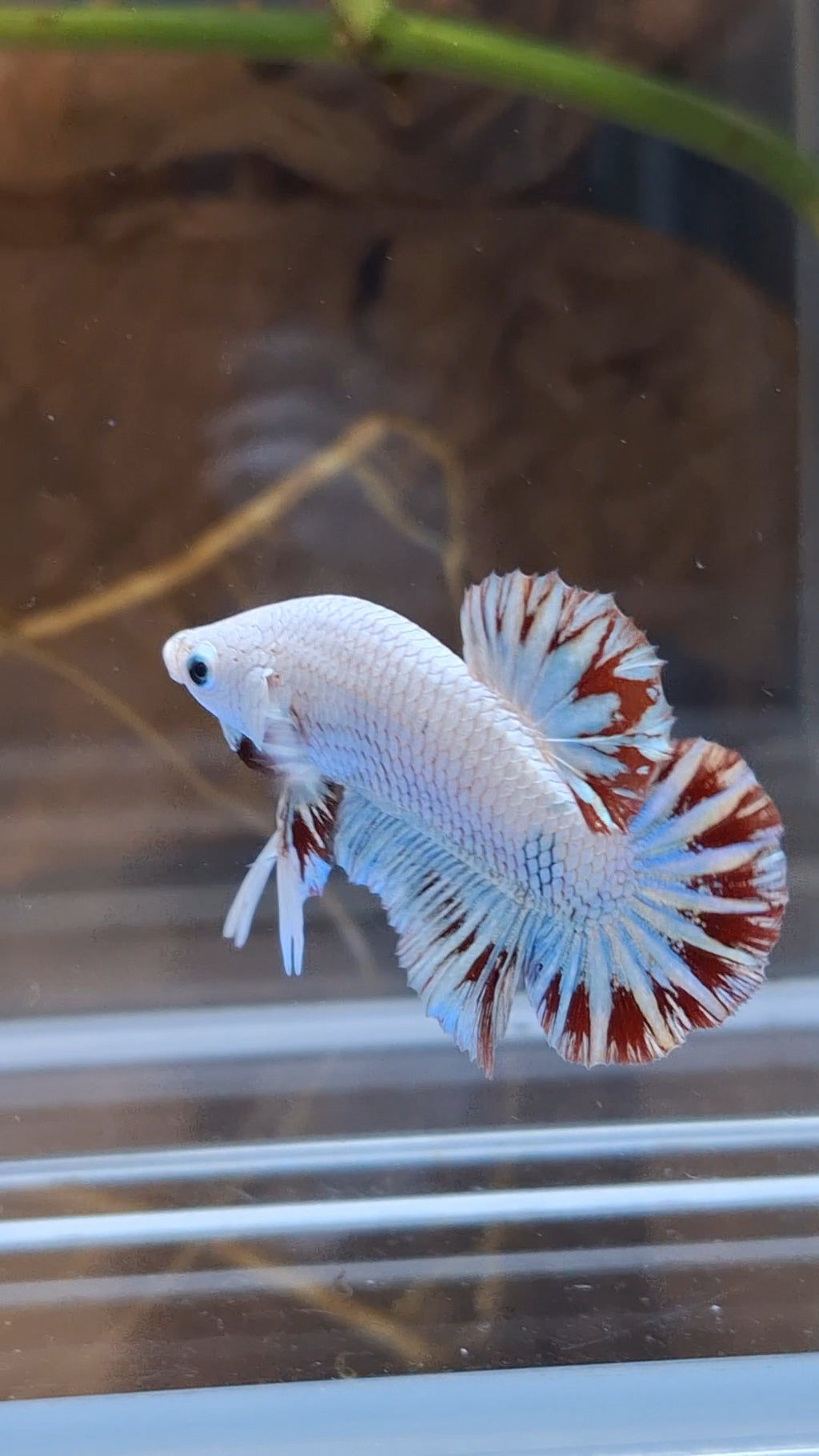 Red Dragon Snow Plakat HMPK Betta Fish Male