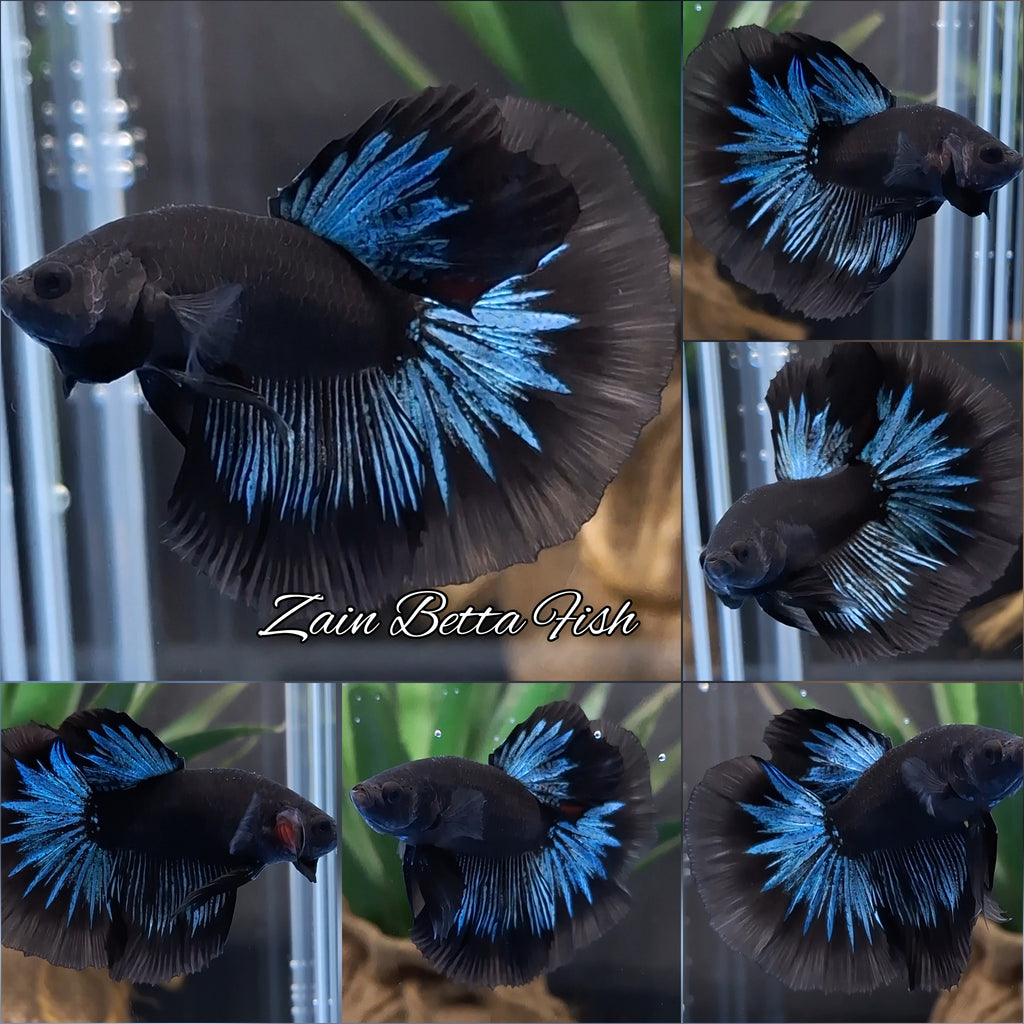 Halfmoon Blue Black Light Avatar Premium Betta Fish Male