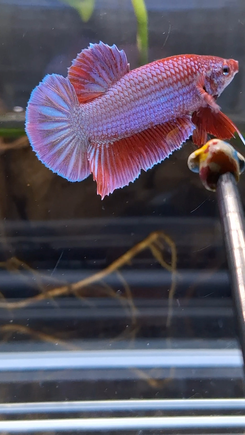 Purple Pink Aurora Rare Plakat HMPK Betta Fish Male