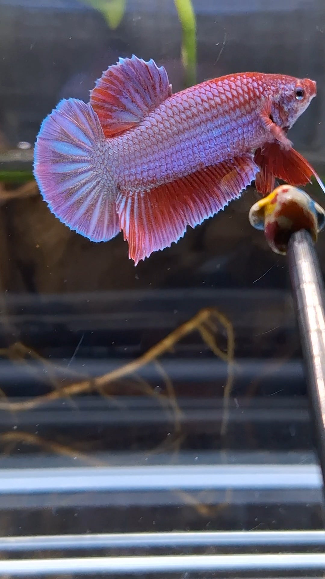 Purple Pink Aurora Rare Plakat HMPK Betta Fish Male