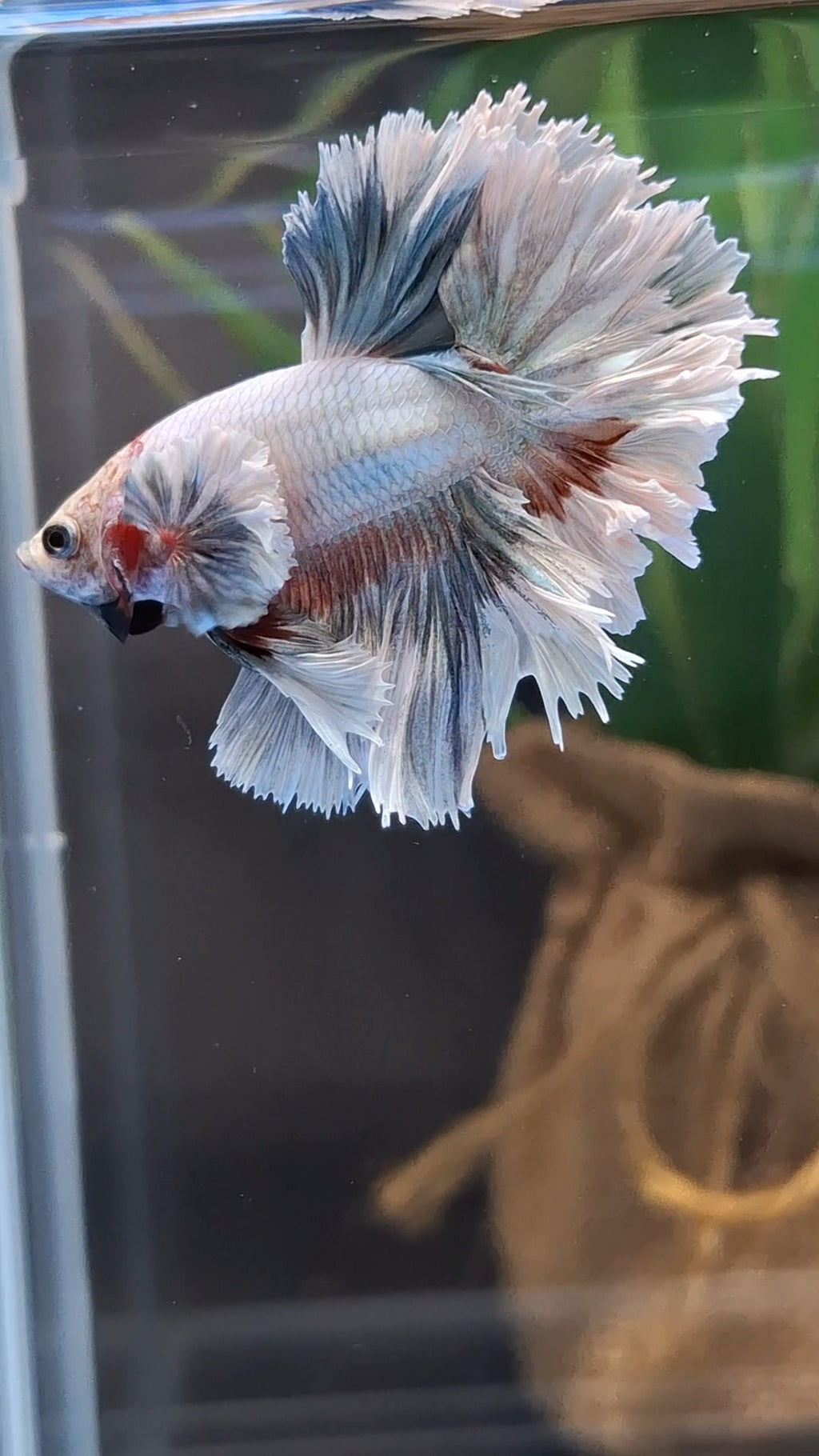King Feathertail Dumbo Ear Pastel Copper Betta Fish Male