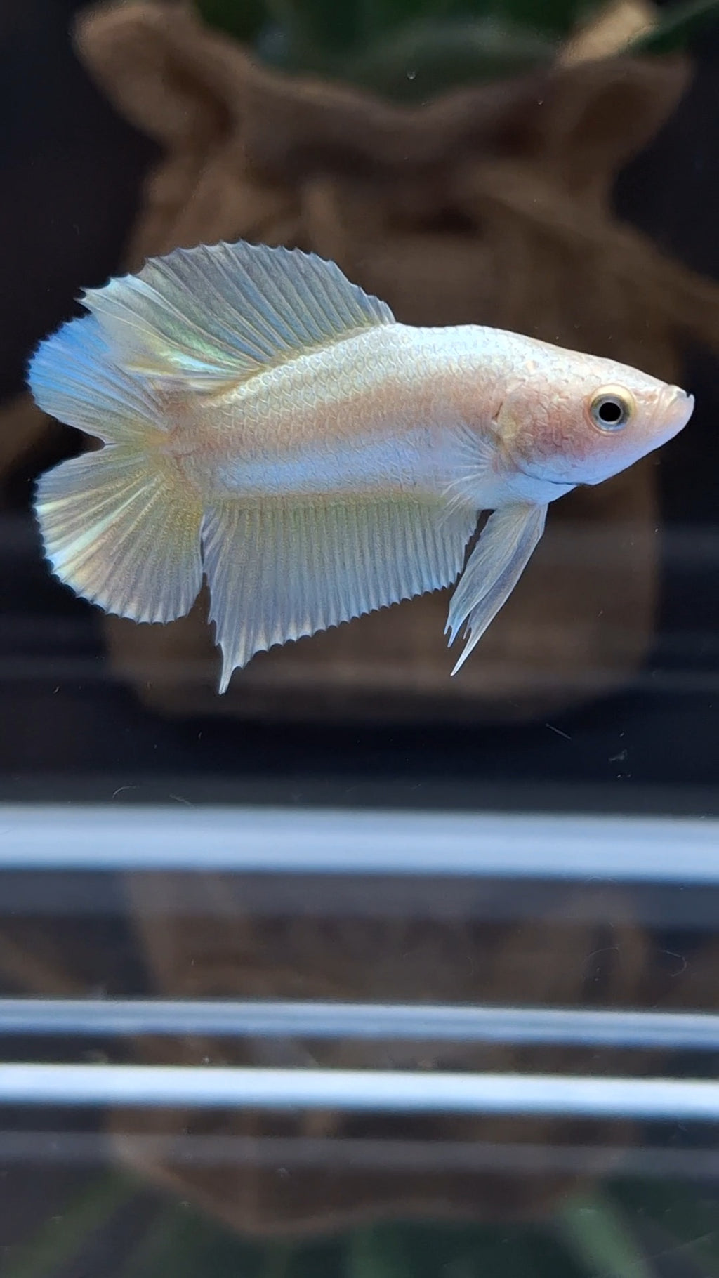 Junior Gold Double Tail Plakat DTPK HMPK Betta Fish Male