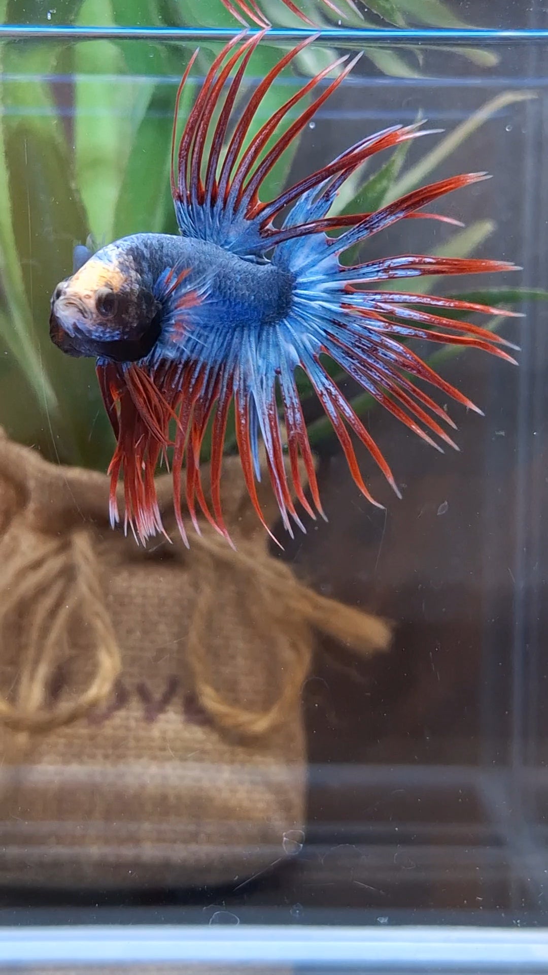 Crowntail Mascot Betta Fish Male