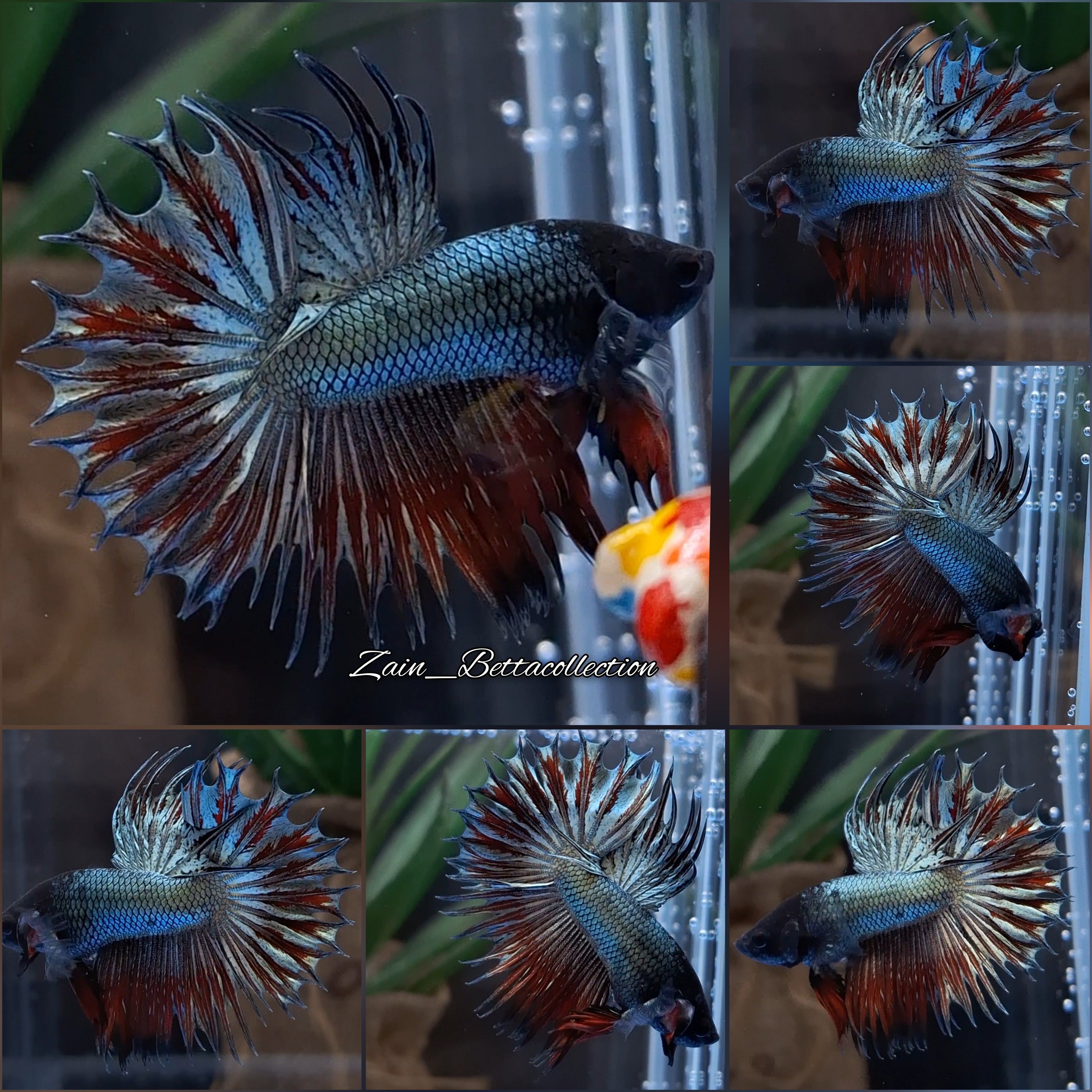 King Crowntail Copper Super Rare Betta Fish Male