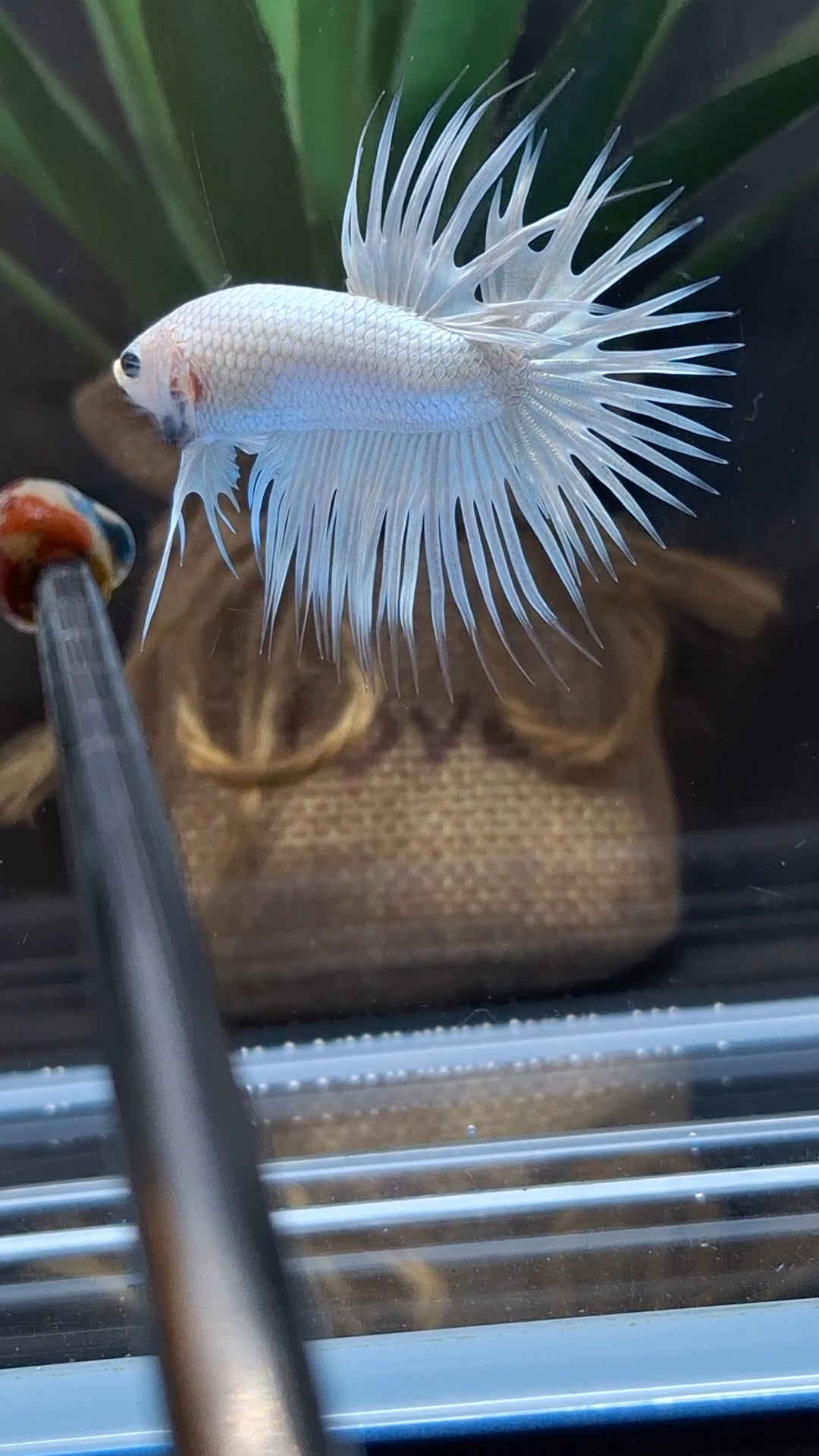 Premium Crowntail White Platinum Betta Fish Male