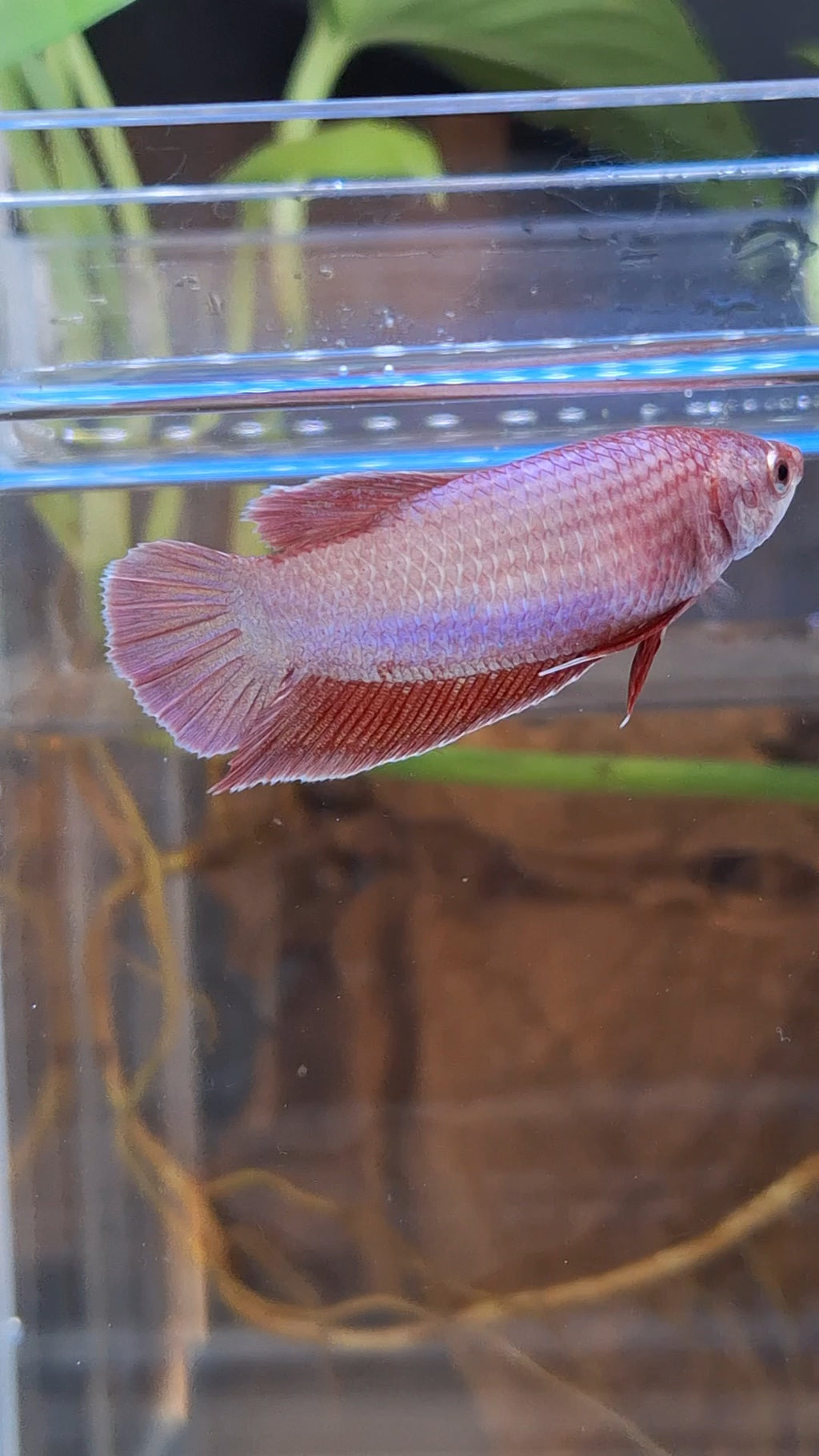 Purple Pink Aurora Plakat HMPK Female Betta Fish For Sorority / Breed