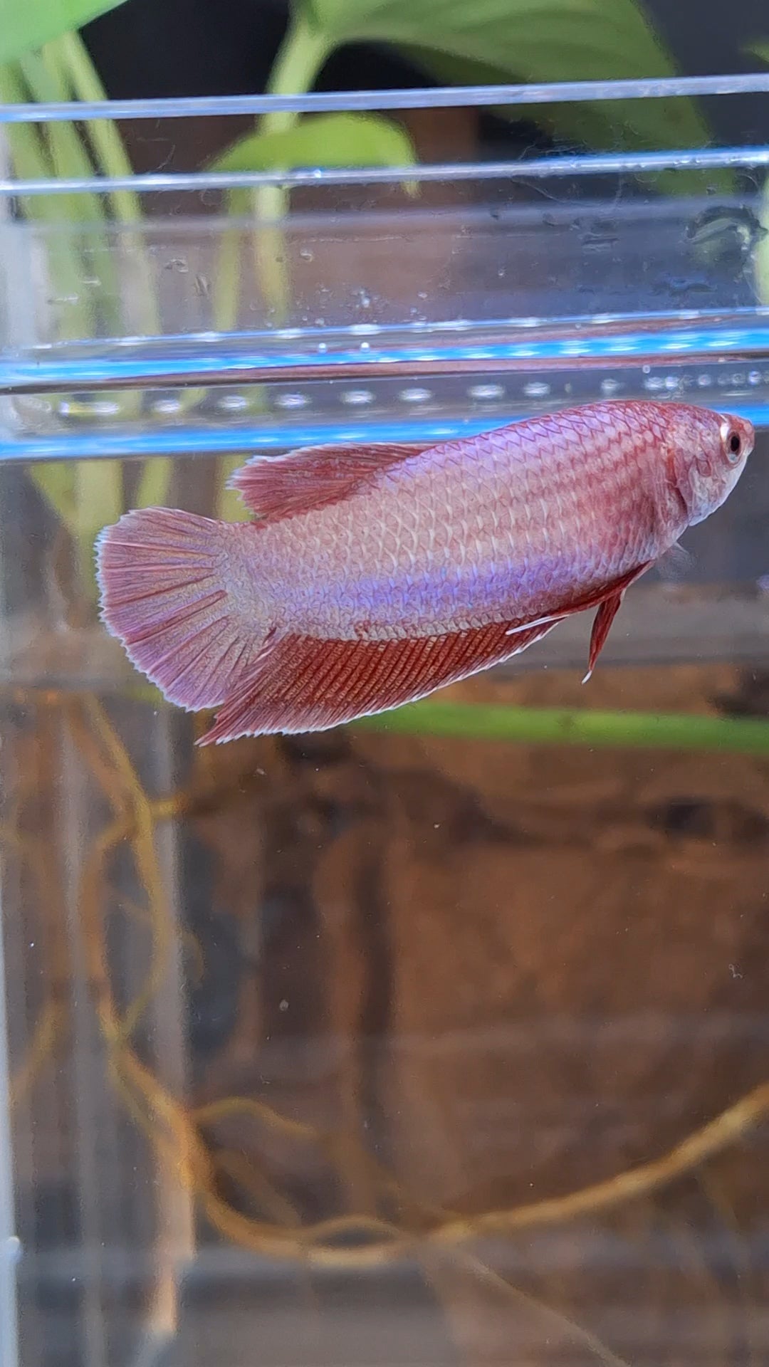 Purple Pink Aurora Plakat HMPK Female Betta Fish For Sorority / Breed