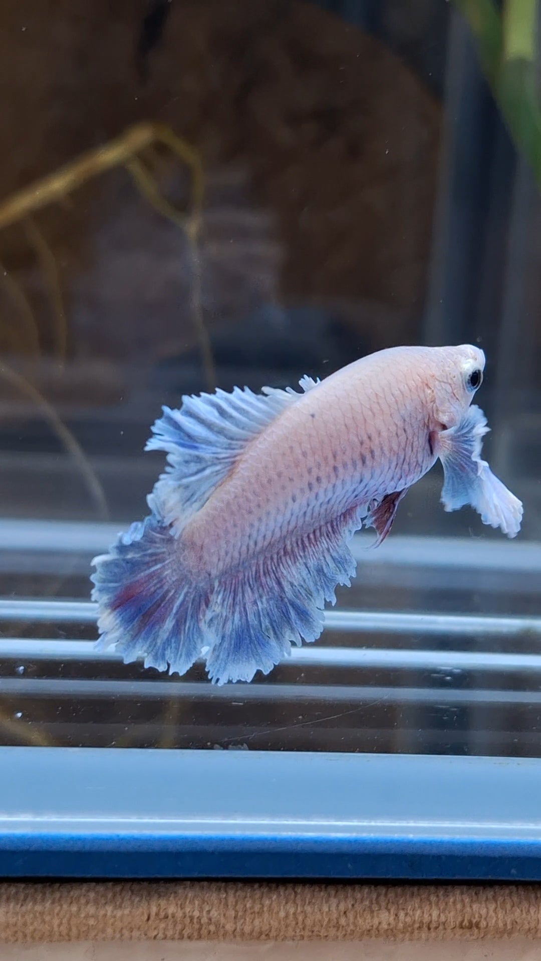 King Feathertail Rose Dumbo Ear Female Betta Fish For Sorority / Breed