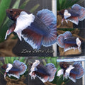 Super Dumbo Ear HMPK Betta Fish Male