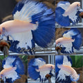 Blue Rim Halfmoon Betta Fish Male