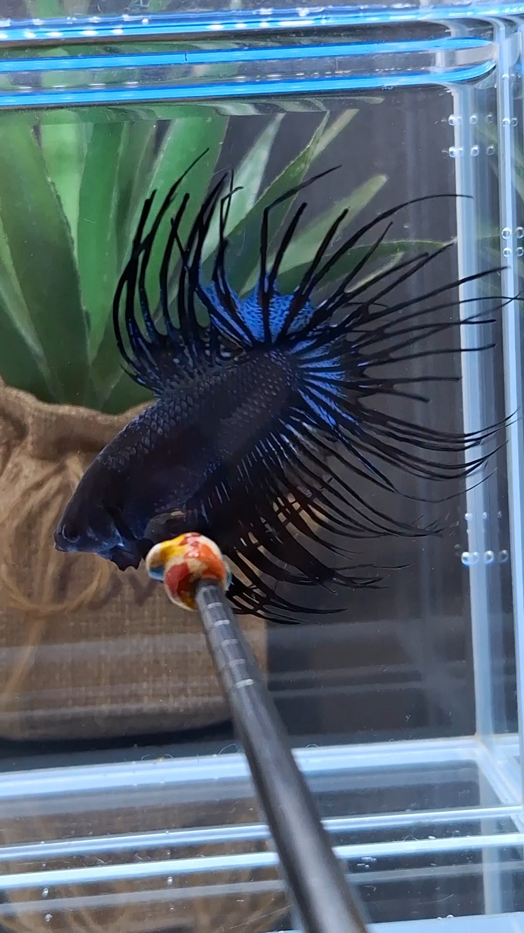 Crowntail Black Orchid Large Size Betta Fish Male