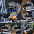 Yellow Copper Gold Avatar Plakat HMPK Betta Fish Male