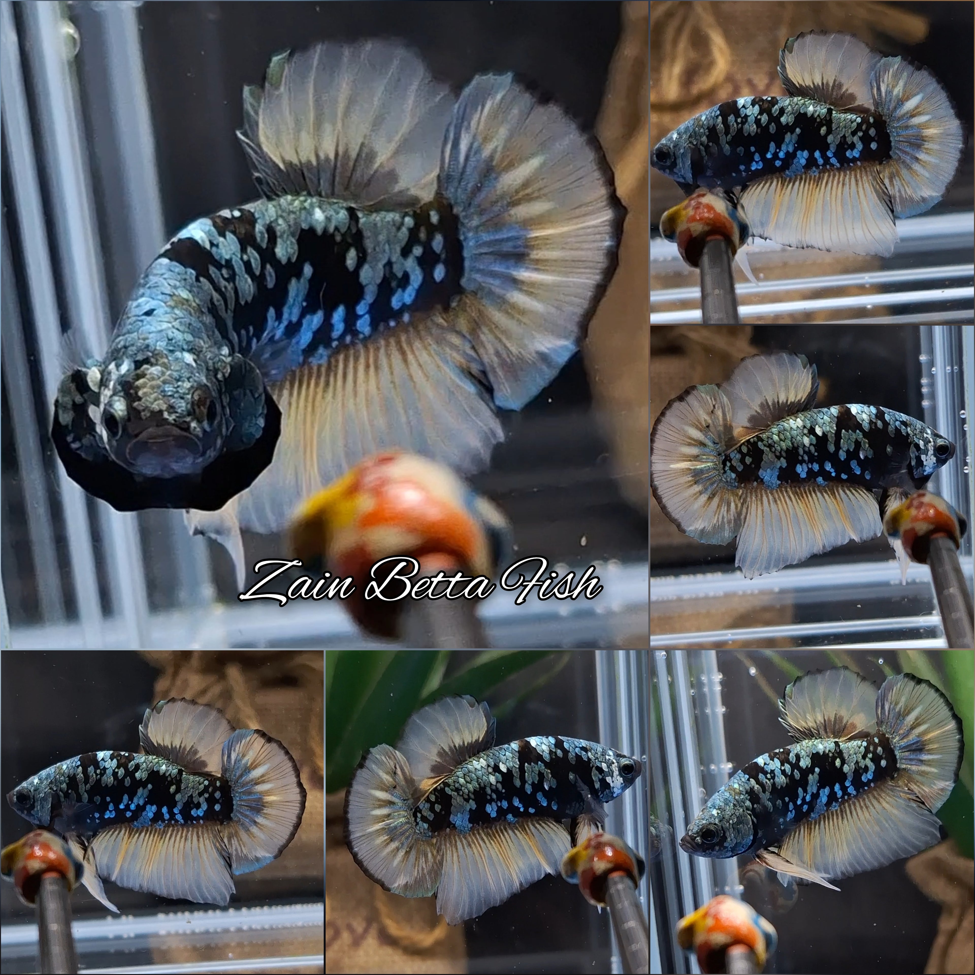 Yellow Copper Gold Avatar Plakat HMPK Betta Fish Male