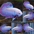 Hologram Aurora Pink Purple Plakat HMPK Rare Betta Fish Male