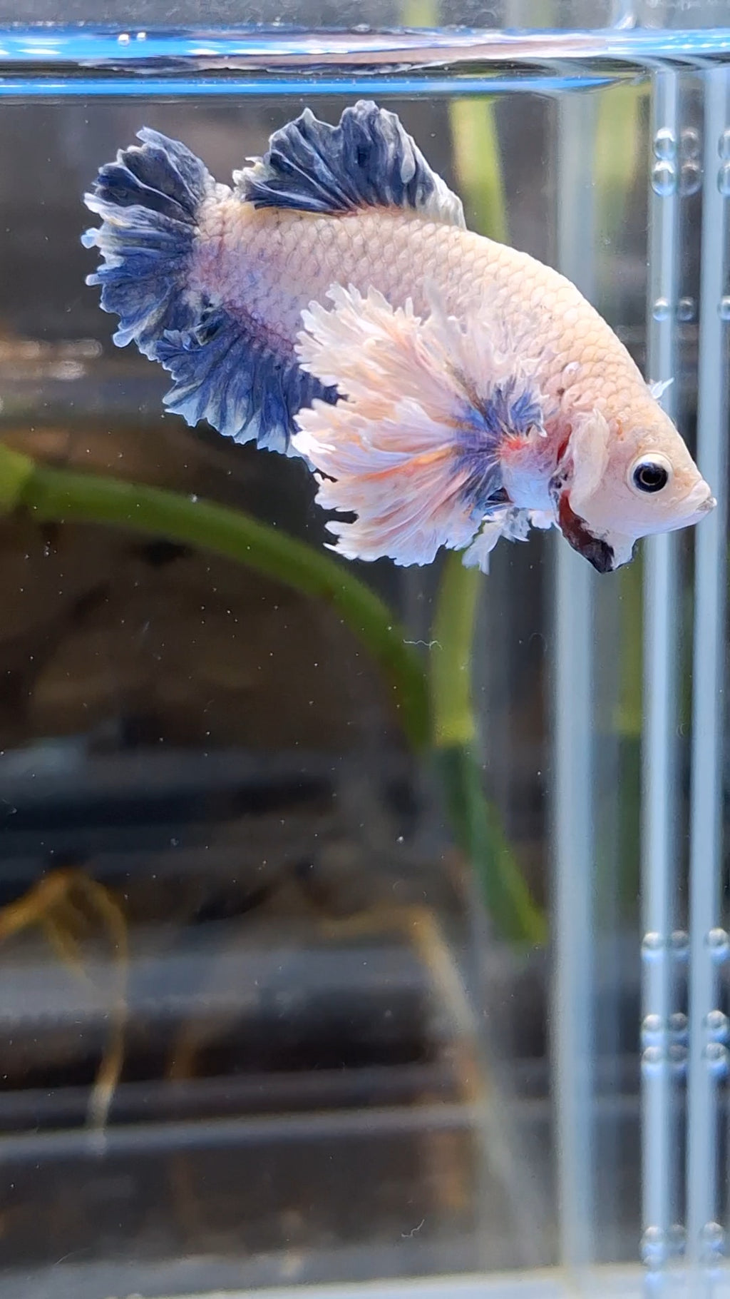 Plakat King Rose Dumbo Ear Rare Betta Fish Male