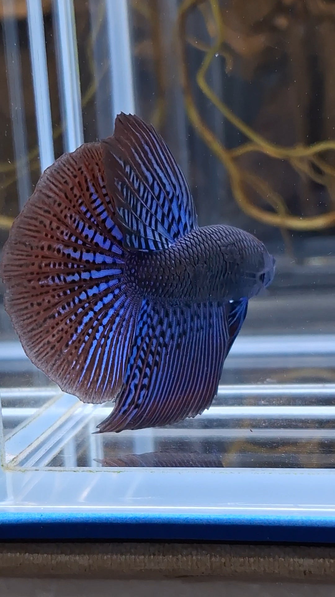 Alien Long Fins Blue Rare Wild Betta Fish Male