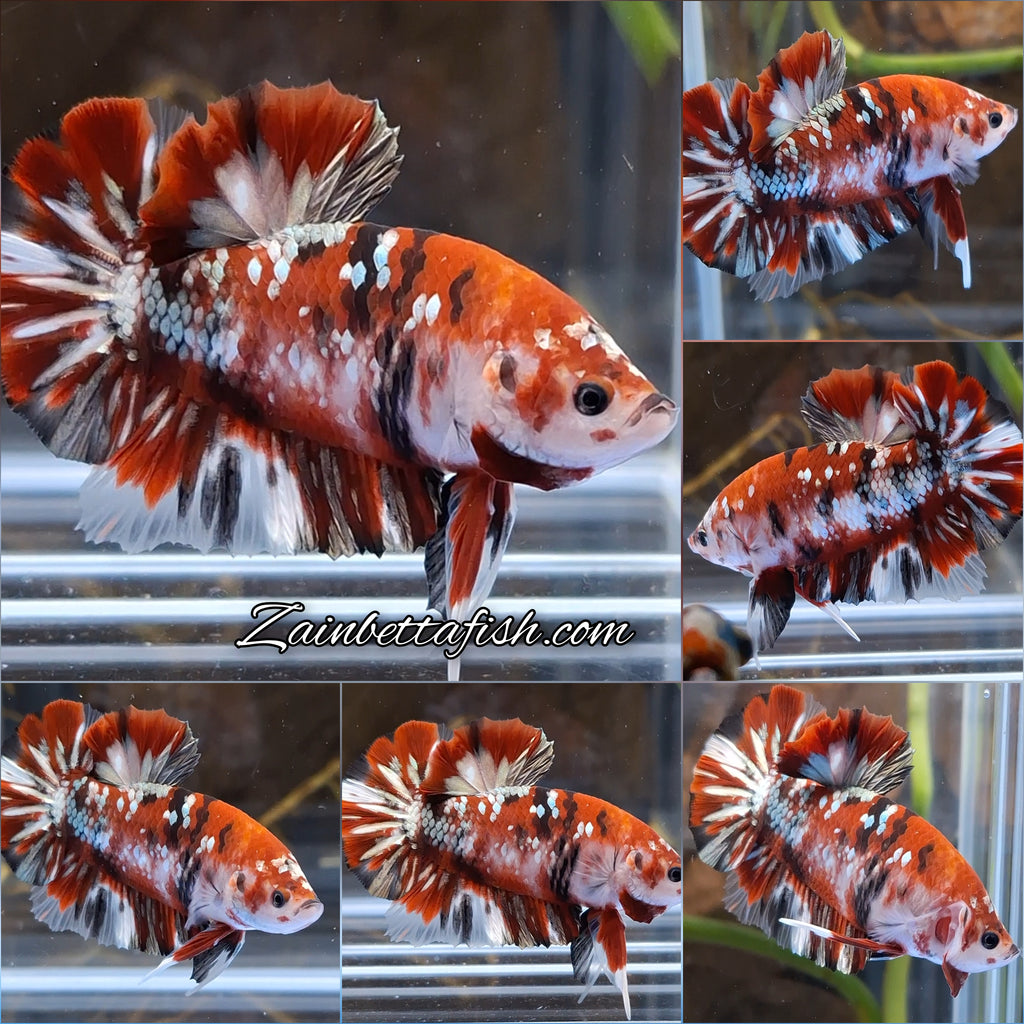 Red Koi Copper Gold Iron Man Plakat HMPK Betta Fish Male