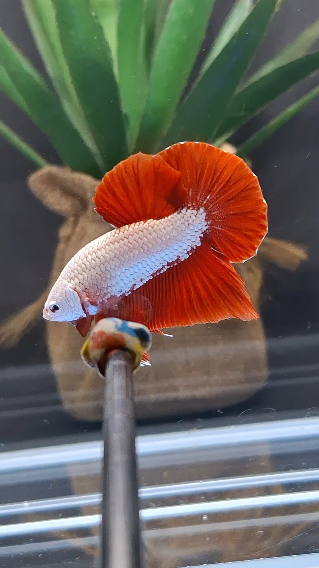 Red Dragon Plakat HMPK Betta Fish Male