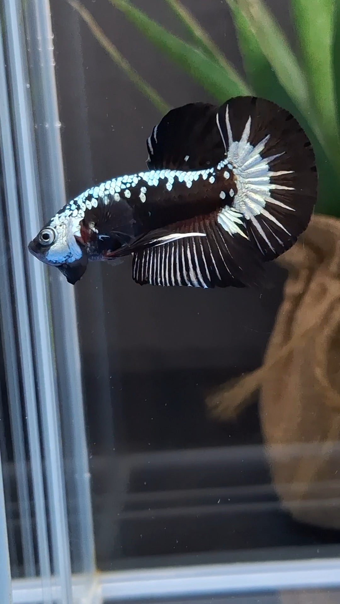 Samurai Black Mamba Snow Plakat HMPK Betta Fish Male