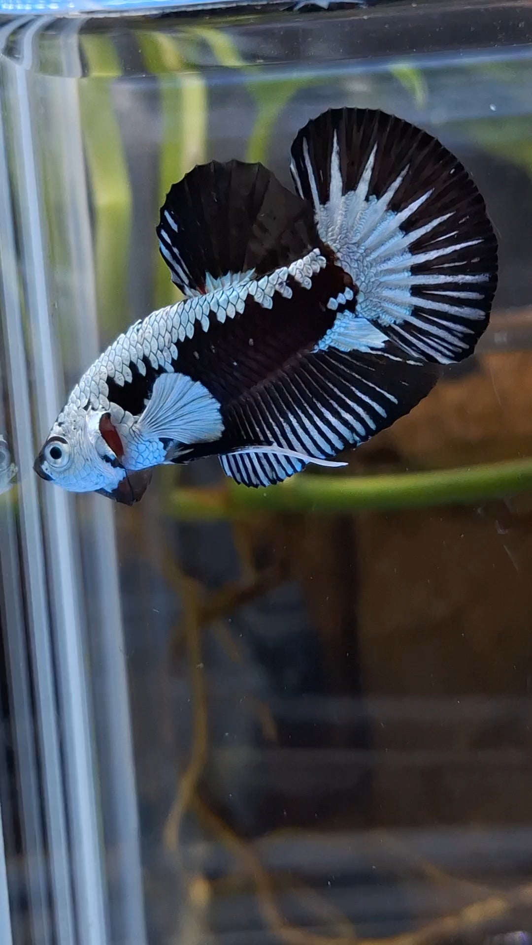 Samurai Black Mamba Snow White Ear Plakat HMPK Betta Fish Male