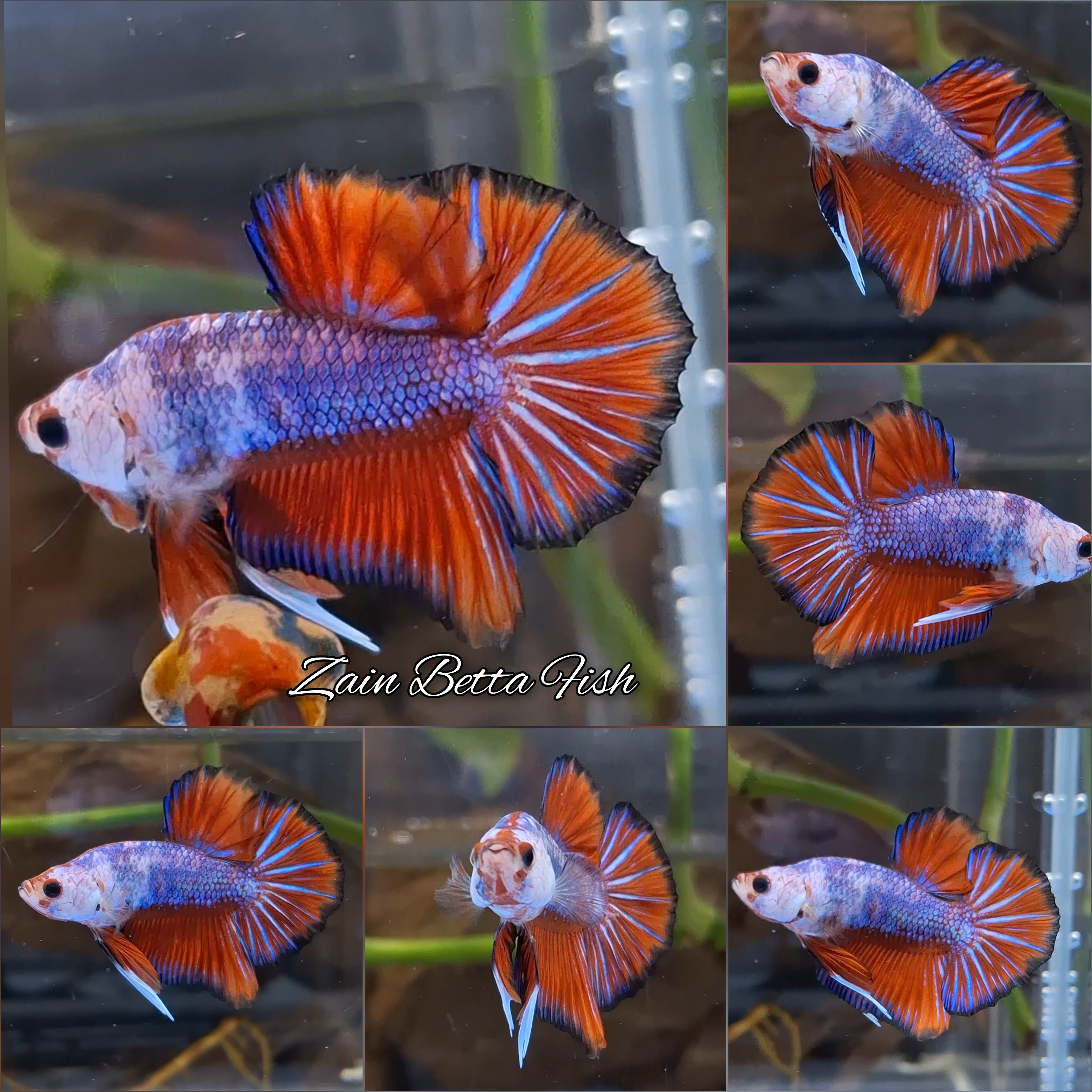 Fancy HMPK Betta Fish Male