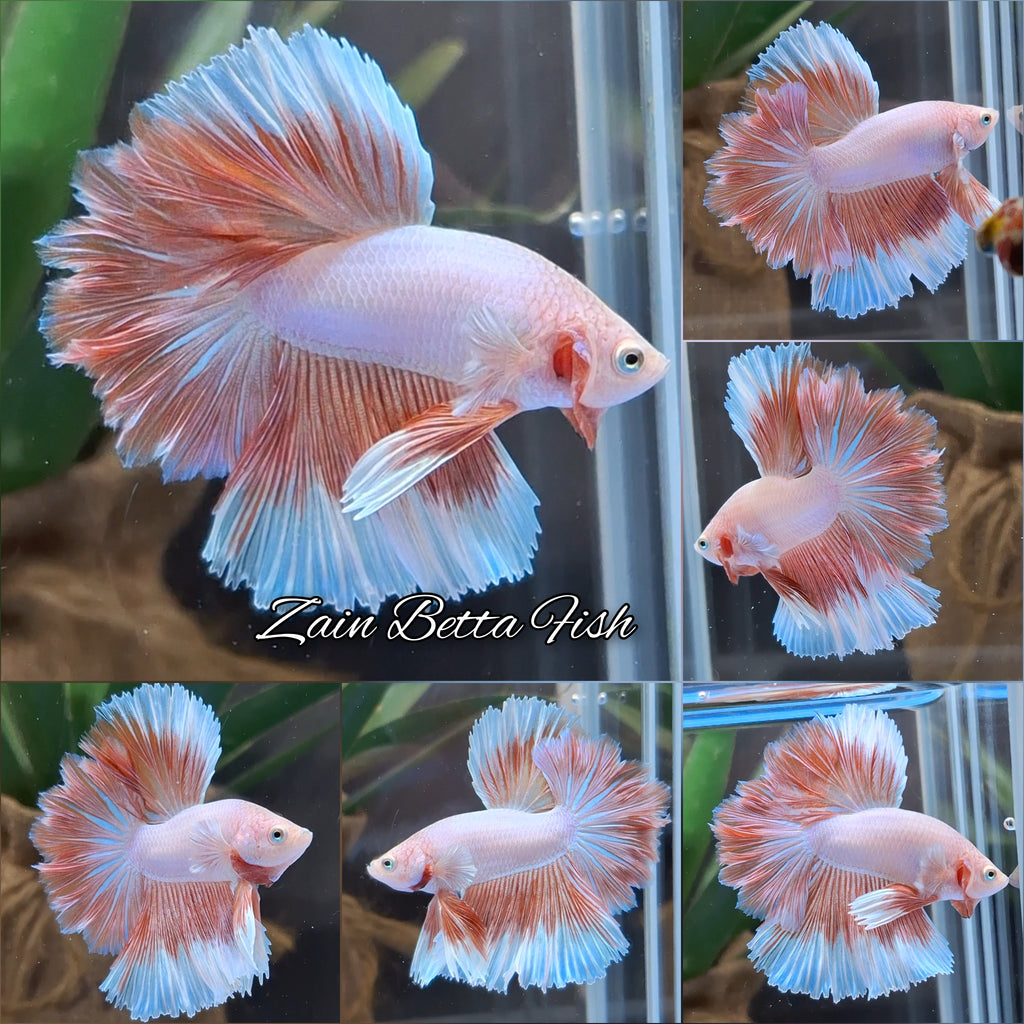 Halfmoon Feathertail Pink Aurora Betta Fish Male