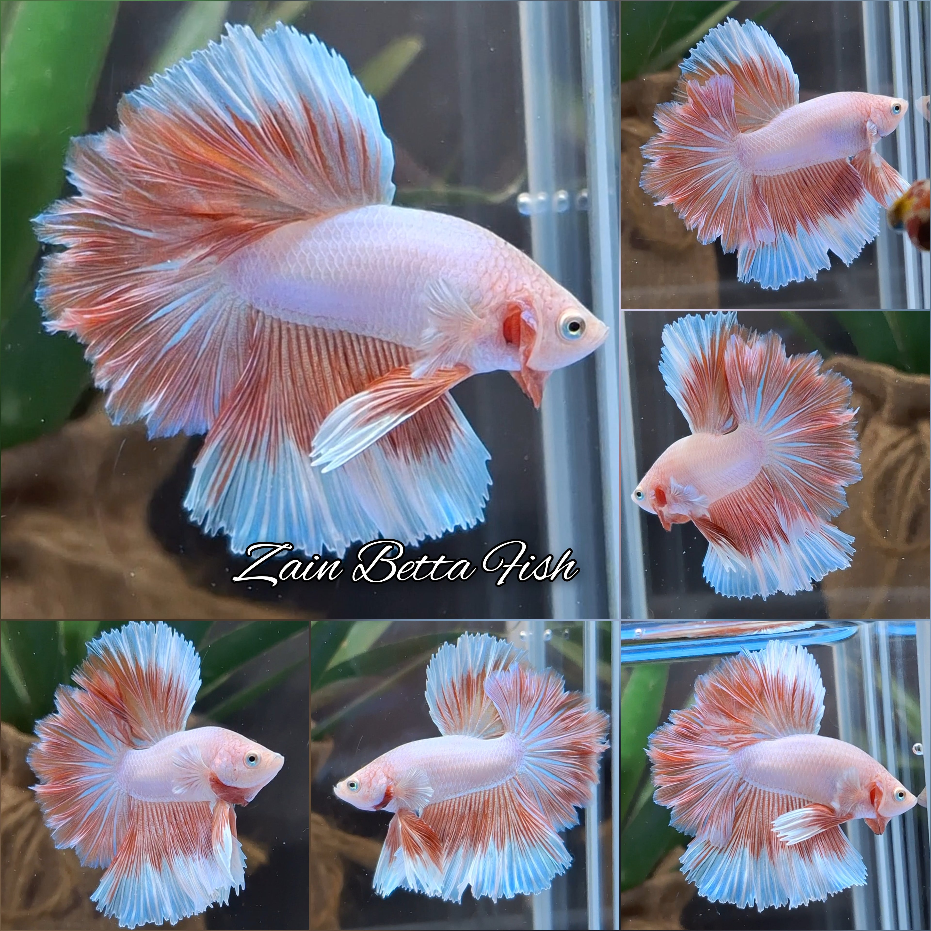 Halfmoon Feathertail Pink Aurora Betta Fish Male