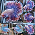 Halfmoon Featheetail Dumbo Purple Aurora Shimmer Betta Fish Male
