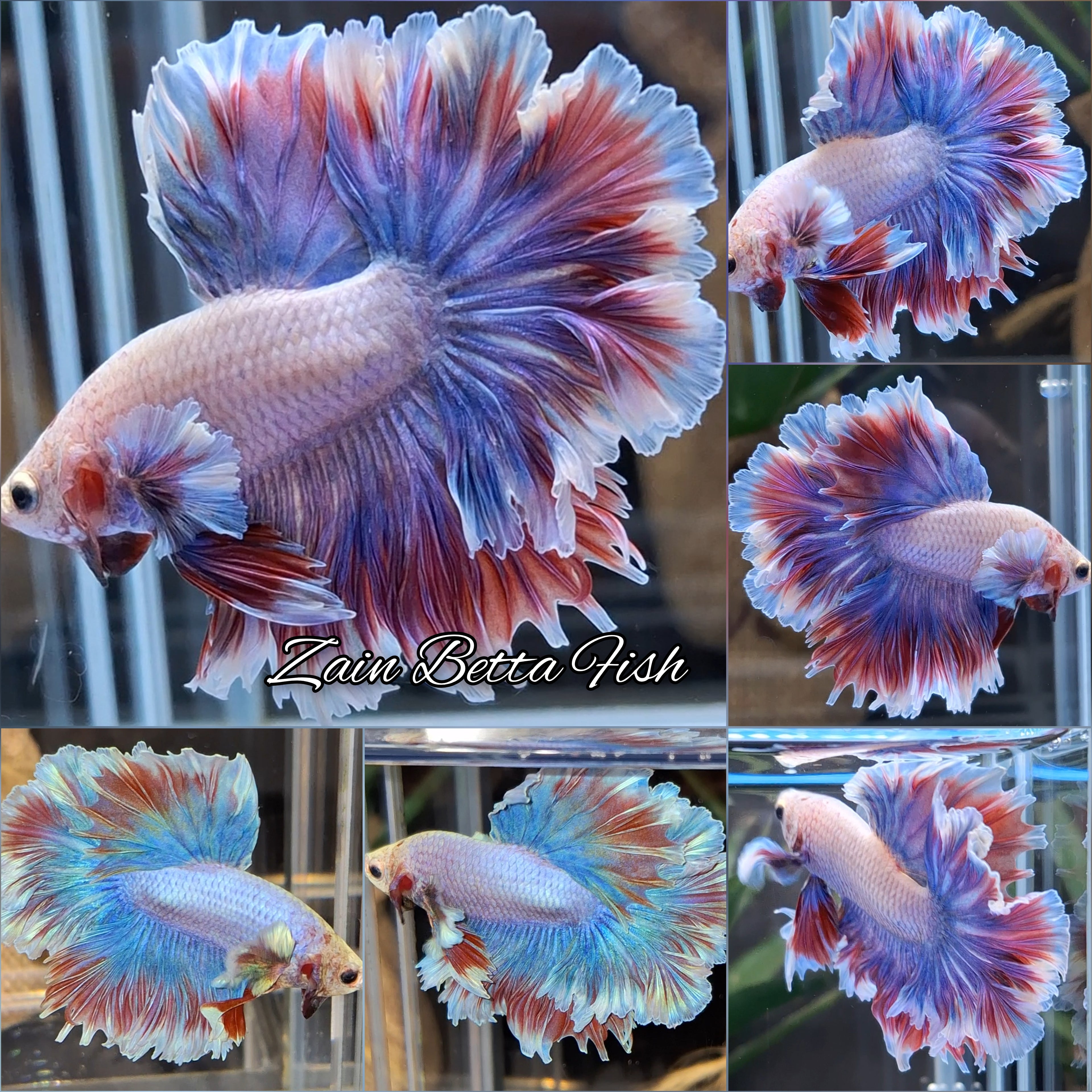 Halfmoon Featheetail Dumbo Purple Aurora Shimmer Betta Fish Male