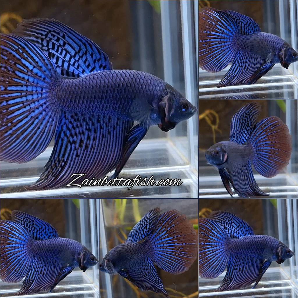 Alien Long Fins Blue Delta Tail Rare Wild Betta Fish Male