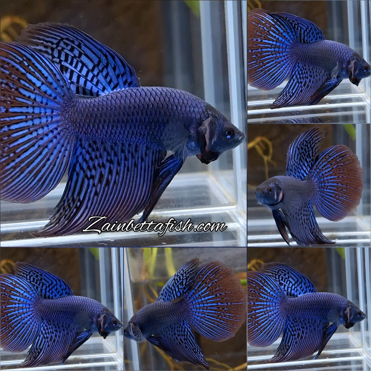 Alien Long Fins Blue Delta Tail Rare Wild Betta Fish Male